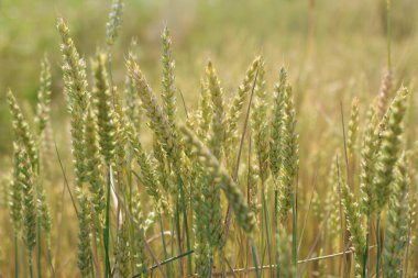 Olgunlaşmamış buğdaydan yeşil kulaklar. Buğday yetiştirme.