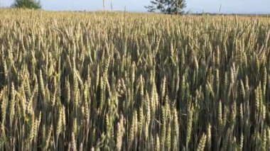 Olgunlaşmamış buğdaydan yeşil kulaklar. Buğday yetiştirme.