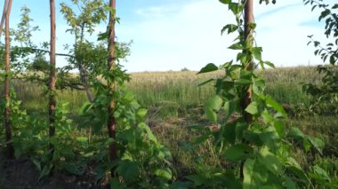 Fasulyeler bahçede yetişiyor. Baklagillerin yetiştirilmesi.