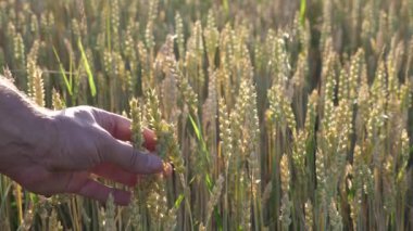Olgunlaşmamış buğdaydan yeşil kulaklar. Buğday yetiştirme.