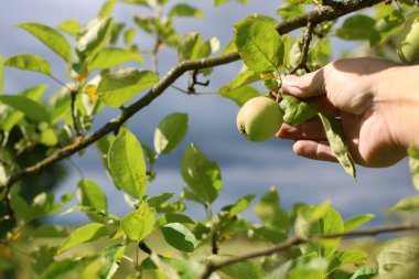 Bir çiftçi olgun meyvelerle bir elma ağacını inceler. Bahçıvanlık.