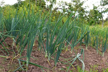 Soğanlar bahçede yetişir. Büyüyen soğanlar.