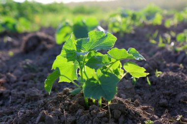 Salatalık yaprakları bahçede. Salatalık yetiştirmek. Bahçıvanlık.