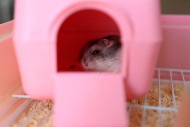 İnsanlar hamsterla ilgileniyor ve oynuyorlar..