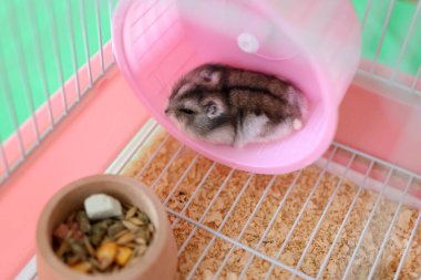 İnsanlar hamsterla ilgileniyor ve oynuyorlar..