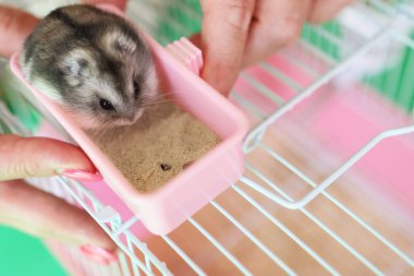 İnsanlar hamsterla ilgileniyor ve oynuyorlar..