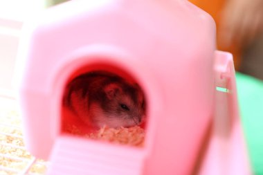 İnsanlar hamsterla ilgileniyor ve oynuyorlar..