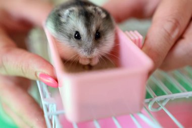 İnsanlar hamsterla ilgileniyor ve oynuyorlar..