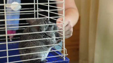 İnsanlar Çingenelerle ilgilenir ve onlarla oynar..