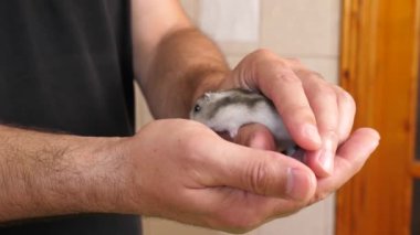 İnsanlar hamsterla ilgileniyor ve oynuyorlar..
