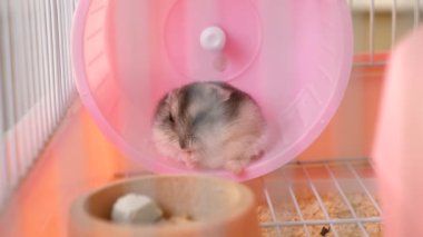 İnsanlar hamsterla ilgileniyor ve oynuyorlar..