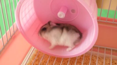 İnsanlar hamsterla ilgileniyor ve oynuyorlar..