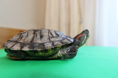 İnsanlar kırmızı kulaklı bir kaplumbağayla ilgilenir ve onunla oynarlar..