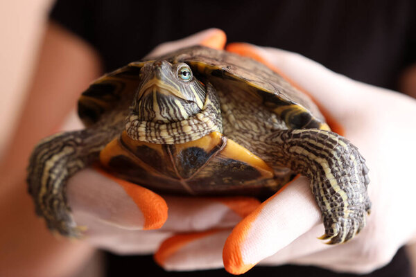 People care for and play with a pet red-ear turtle.