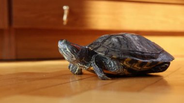 İnsanlar kırmızı kulaklı bir kaplumbağayla ilgilenir ve onunla oynarlar..