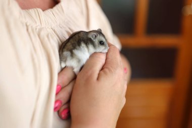 İnsanlar hamsterla ilgileniyor ve oynuyorlar..