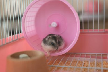 İnsanlar hamsterla ilgileniyor ve oynuyorlar..