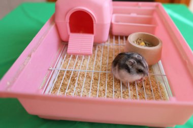 İnsanlar hamsterla ilgileniyor ve oynuyorlar..