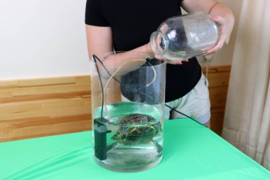 İnsanlar kırmızı kulaklı bir kaplumbağayla ilgilenir ve onunla oynarlar..