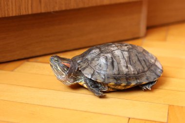 İnsanlar kırmızı kulaklı bir kaplumbağayla ilgilenir ve onunla oynarlar..