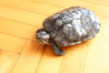 İnsanlar kırmızı kulaklı bir kaplumbağayla ilgilenir ve onunla oynarlar..