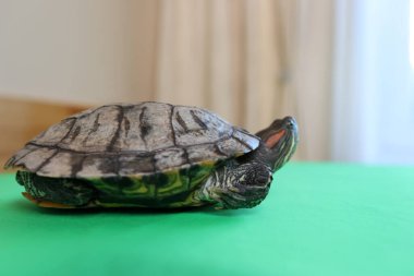 İnsanlar kırmızı kulaklı bir kaplumbağayla ilgilenir ve onunla oynarlar..