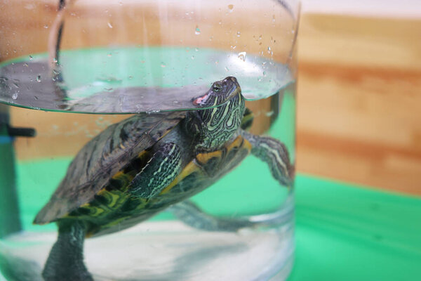 People care for and play with a pet red-ear turtle.