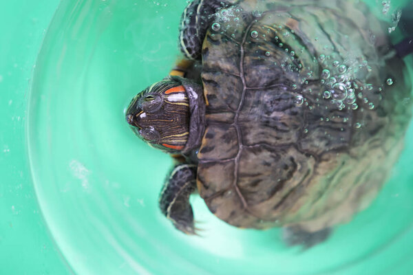 People care for and play with a pet red-ear turtle.