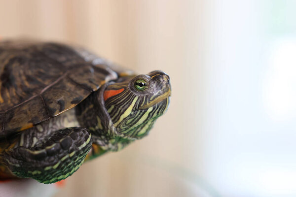 People care for and play with a pet red-ear turtle.