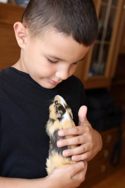 İnsanlar kobayla ilgileniyor ve onunla oynuyor..