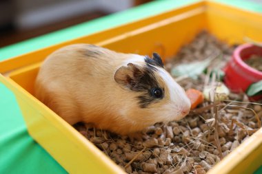 İnsanlar kobayla ilgileniyor ve onunla oynuyor..