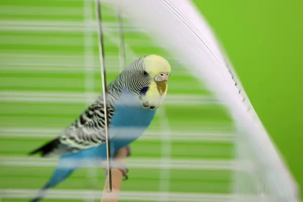 stock image People take care of and play with budgies of the 