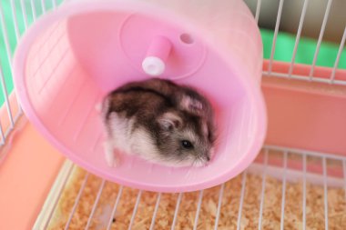 İnsanlar hamsterla ilgileniyor ve oynuyorlar..