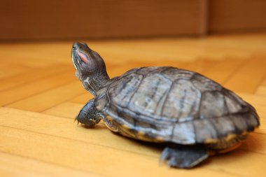 İnsanlar kırmızı kulaklı bir kaplumbağayla ilgilenir ve onunla oynarlar..