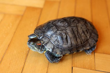 İnsanlar kırmızı kulaklı bir kaplumbağayla ilgilenir ve onunla oynarlar..