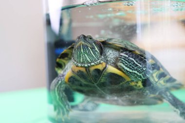 İnsanlar kırmızı kulaklı bir kaplumbağayla ilgilenir ve onunla oynarlar..