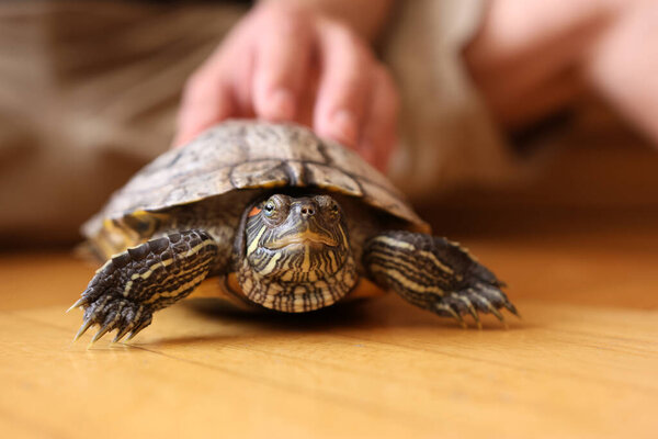 People care for and play with a pet red-ear turtle.