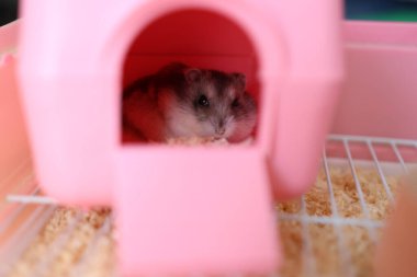 İnsanlar hamsterla ilgileniyor ve oynuyorlar..