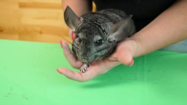 İnsanlar Çingenelerle ilgilenir ve onlarla oynar..