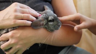 İnsanlar Çingenelerle ilgilenir ve onlarla oynar..