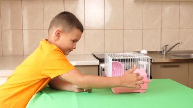İnsanlar hamsterla ilgileniyor ve oynuyorlar..