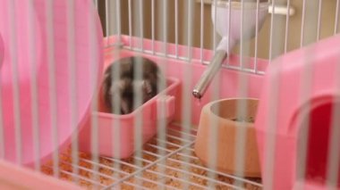 İnsanlar hamsterla ilgileniyor ve oynuyorlar..