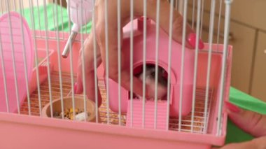 İnsanlar hamsterla ilgileniyor ve oynuyorlar..