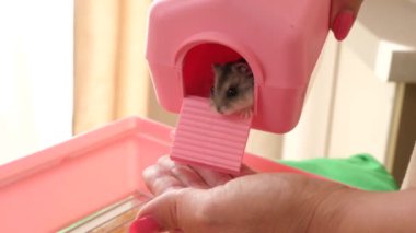 İnsanlar hamsterla ilgileniyor ve oynuyorlar..