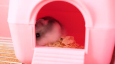 İnsanlar hamsterla ilgileniyor ve oynuyorlar..