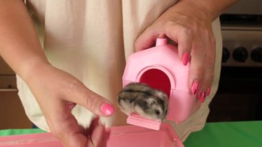 İnsanlar hamsterla ilgileniyor ve oynuyorlar..