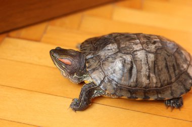 İnsanlar kırmızı kulaklı bir kaplumbağayla ilgilenir ve onunla oynarlar..