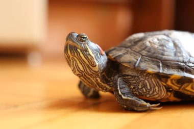 İnsanlar kırmızı kulaklı bir kaplumbağayla ilgilenir ve onunla oynarlar..