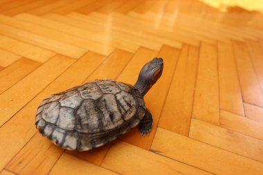 İnsanlar kırmızı kulaklı bir kaplumbağayla ilgilenir ve onunla oynarlar..