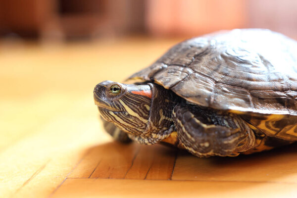 People care for and play with a pet red-ear turtle.